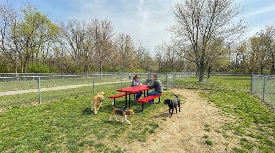 Two people sitting at a red picnic table in a dog park with 3 dogs playing nearby